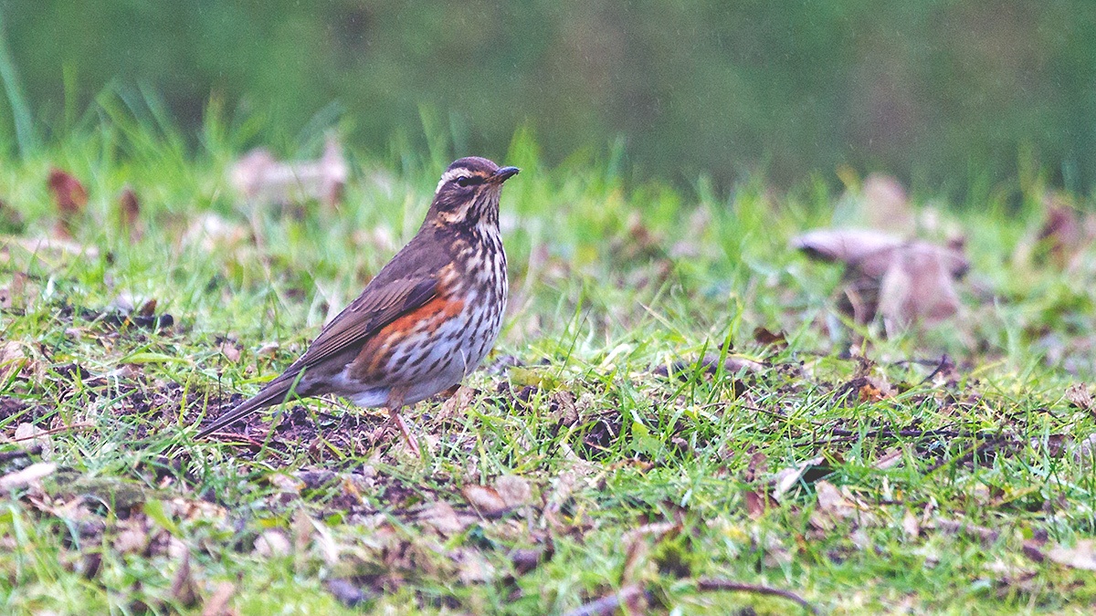Redwing [Turdus iliacus coburni]