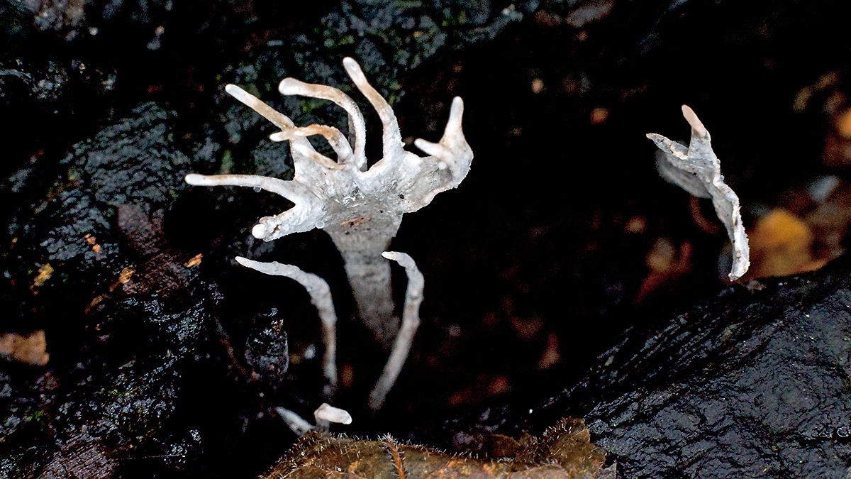 Candlesnuff [Xylaria hypoxylon]