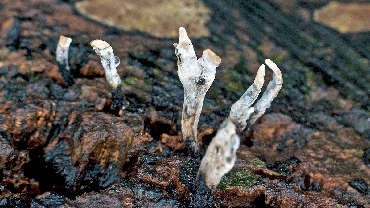 Candlesnuff [Xylaria hypoxylon]
