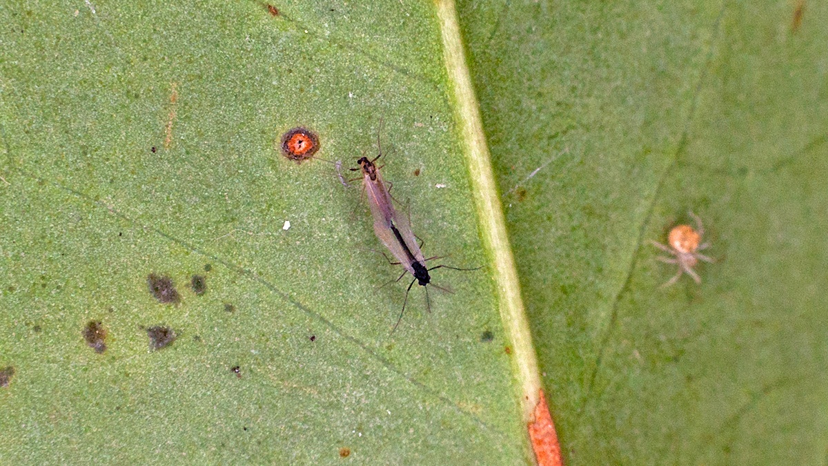 non-biting midge [unidentified]