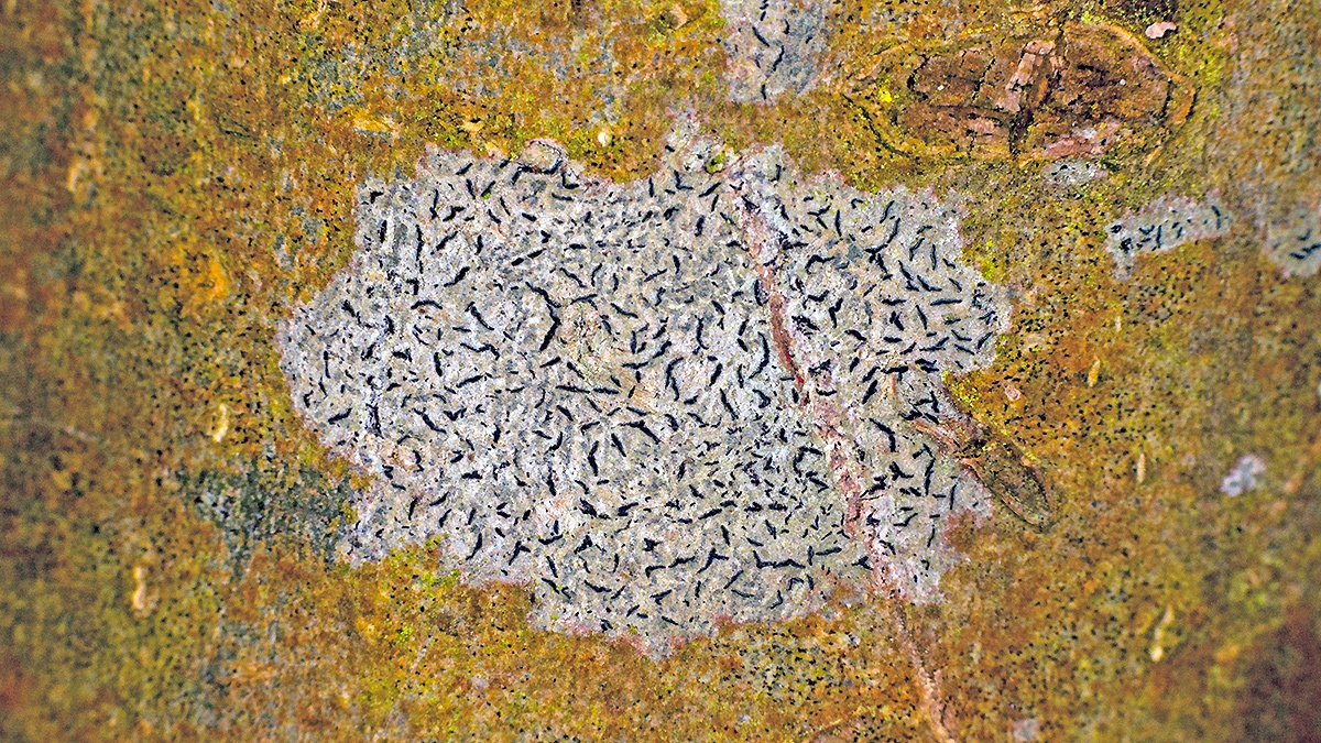 graphid lichen [Graphis scripta s. lat.]