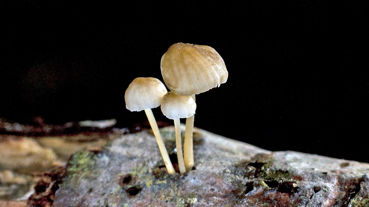 mushrooms [unidentified]