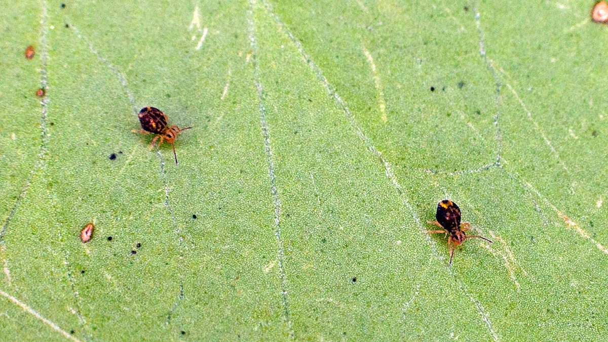 globular springtail [Dicyrtomina saundersi]
