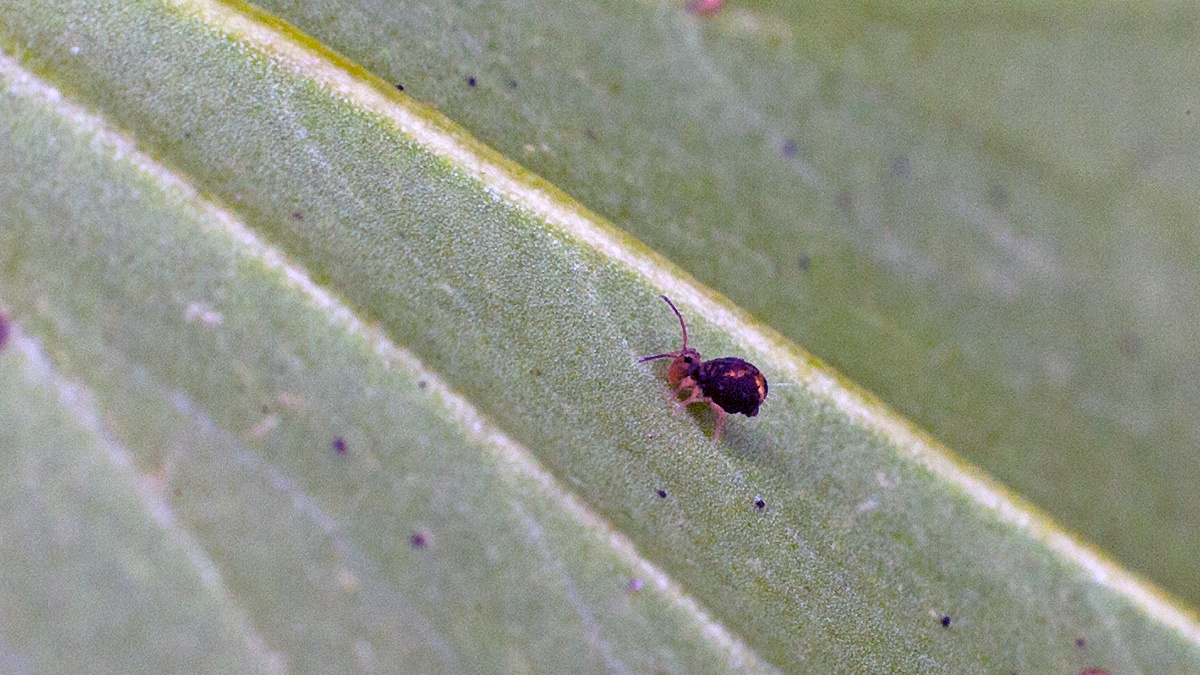 globular springtail [Dicyrtomina saundersi]
