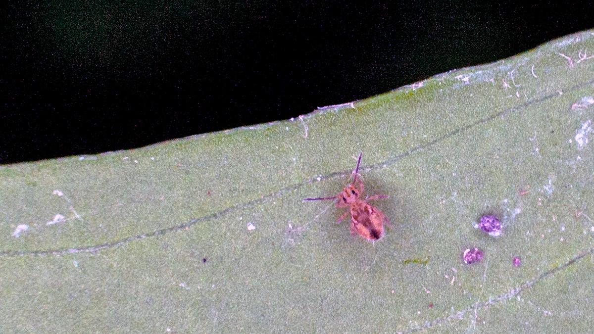 globular springtail [Dicyrtomina saundersi]