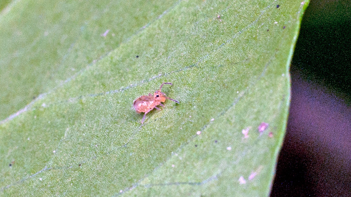 globular springtail [Dicyrtomina saundersi]