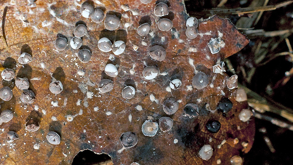 slime mould on oak leaf