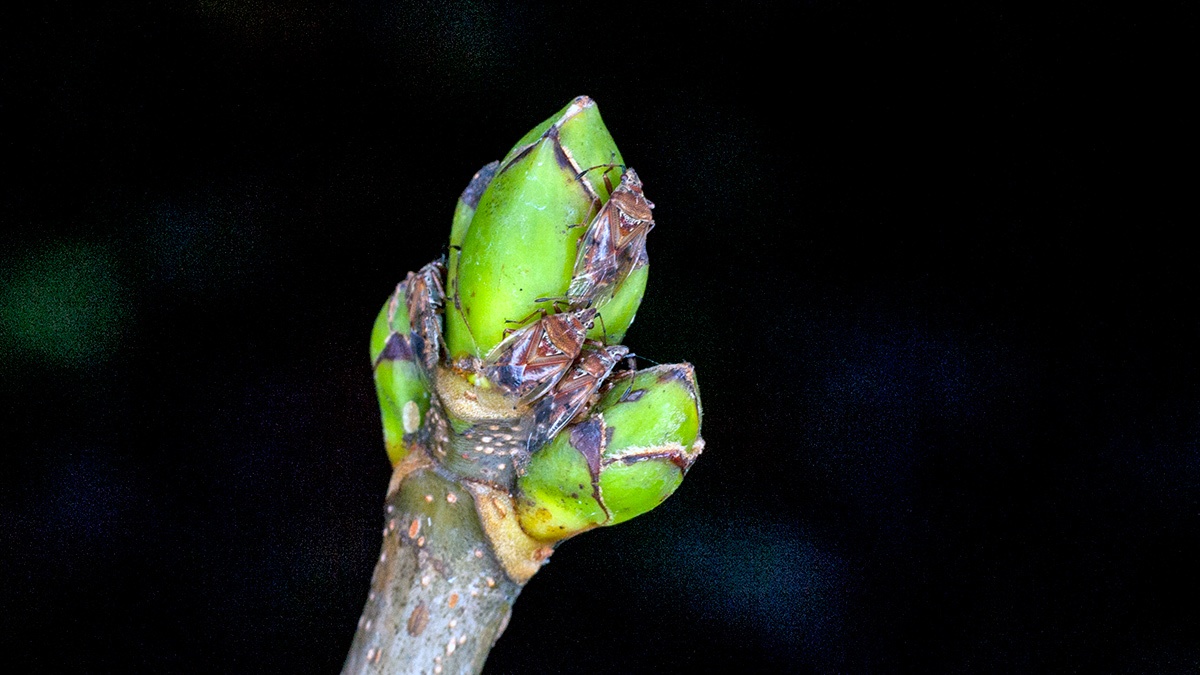 Birch Catkin Bug [Kleidocerys resedae]
