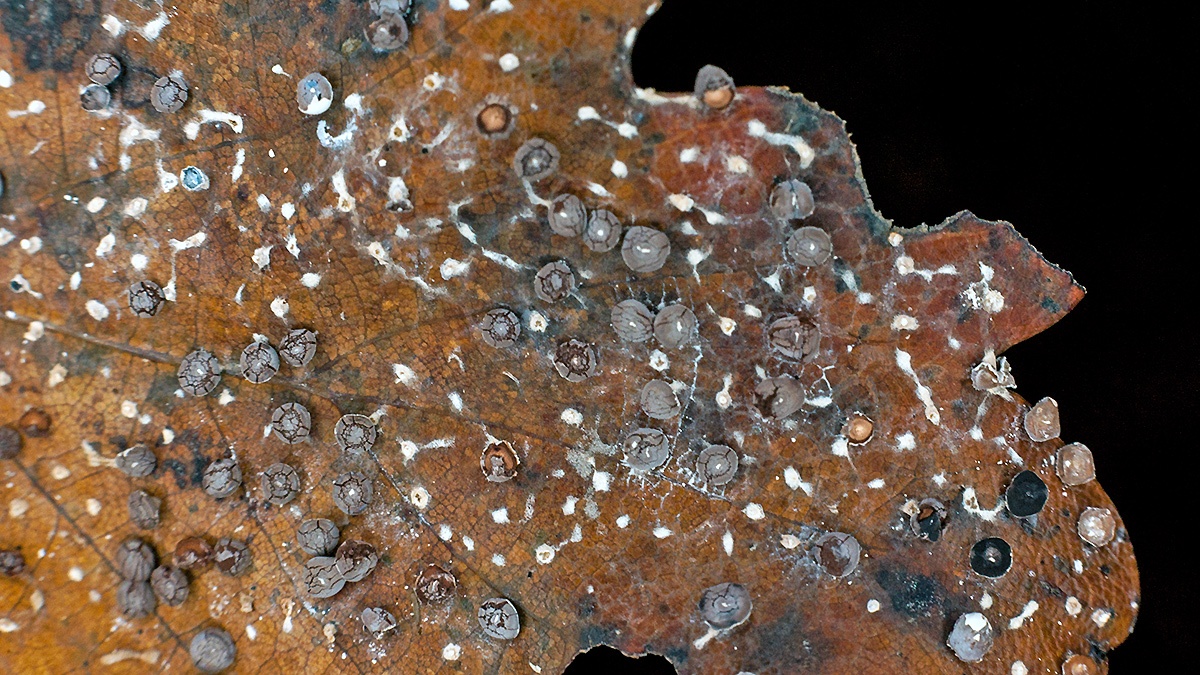 slime mould on oak leaf