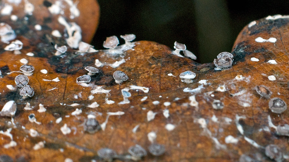 slime mould on oak leaf
