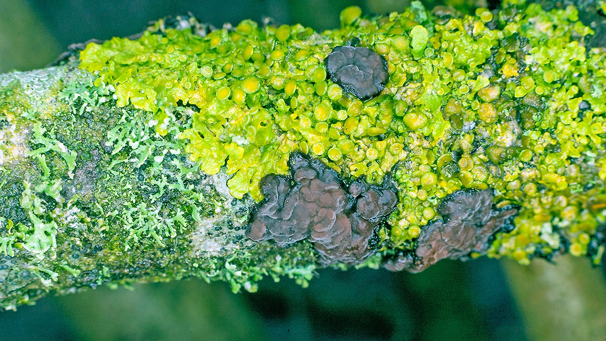 lichens and a jelly fungus