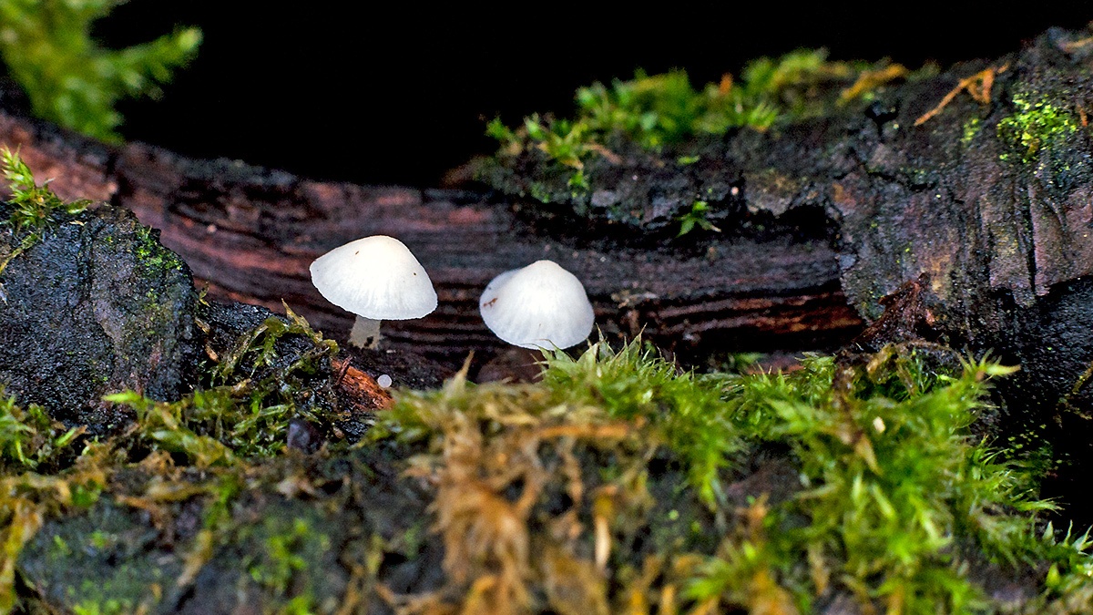 bonnet mushrooms [Mycena sp.?]