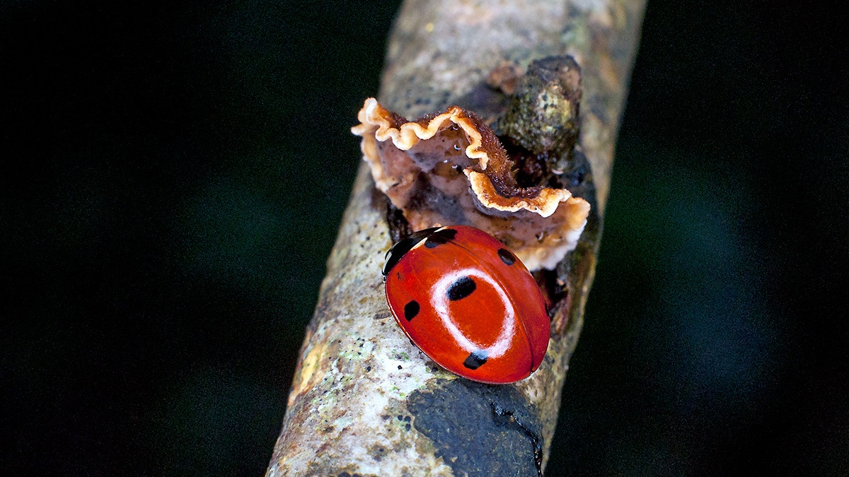 Seven-spot Ladybird [Coccinella septempunctata]