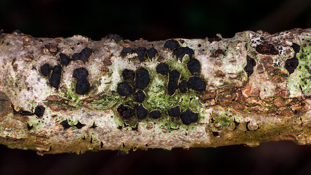 Oak Blackhead [Diatrypella quercina]
