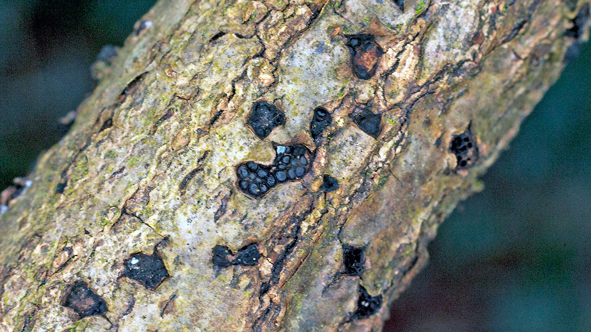 Oak Blackhead [Diatrypella quercina]
