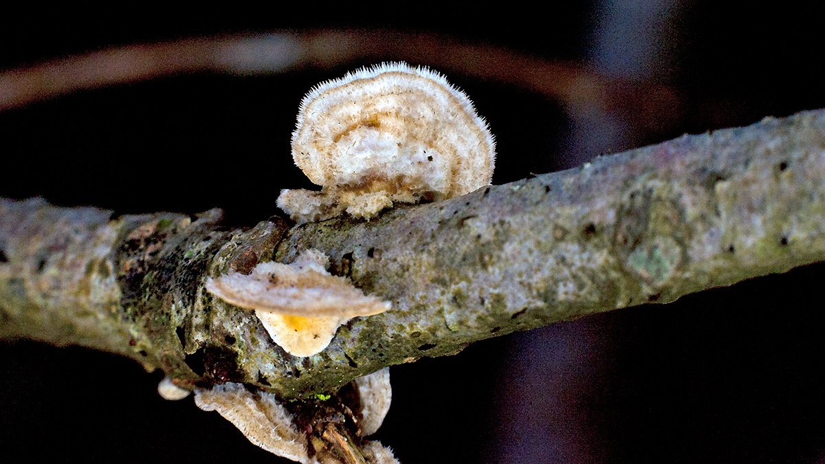 Hairy Curtain Crust [Stereum hirsutum ?]