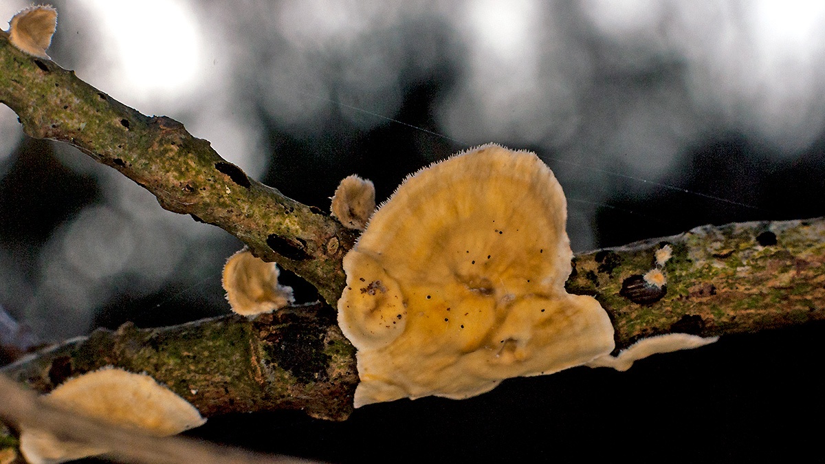 Hairy Curtain Crust [Stereum hirsutum ?]
