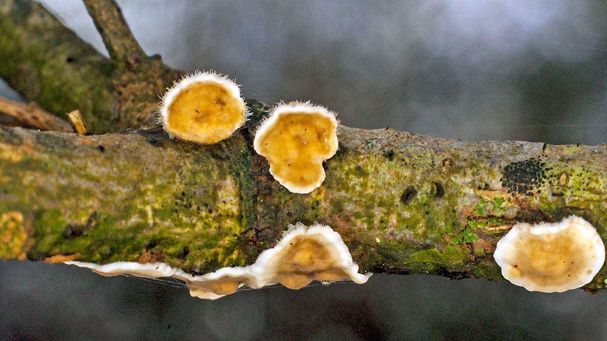 Hairy Curtain Crust [Stereum hirsutum ?]