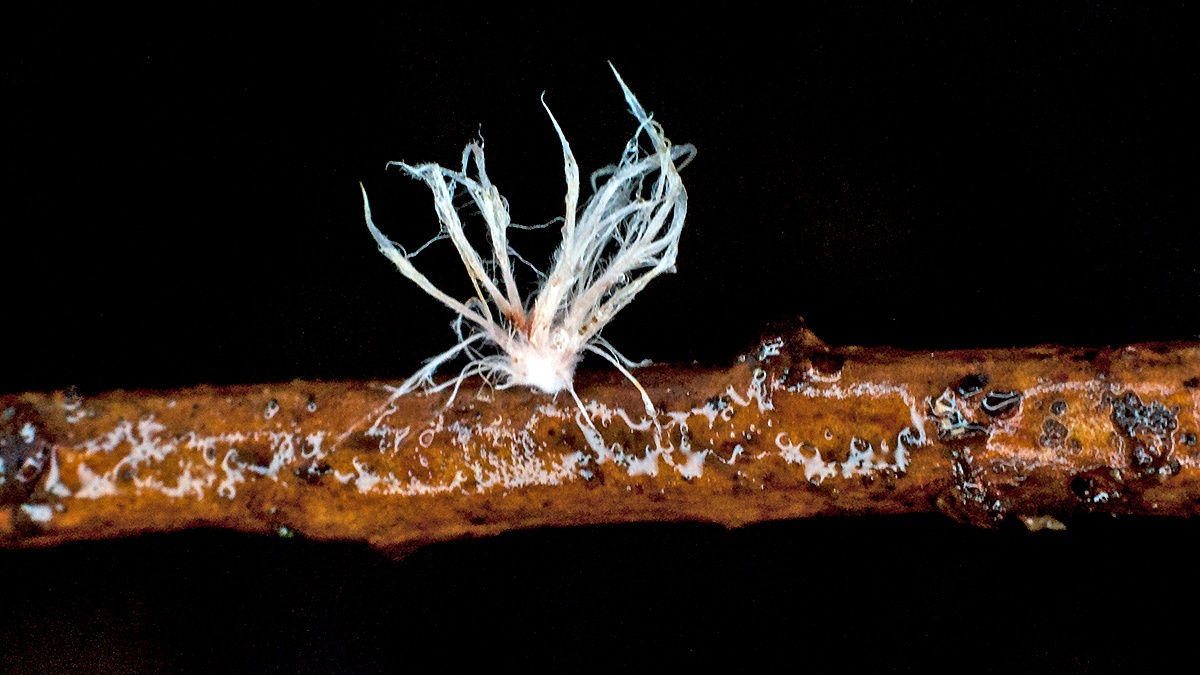 fungus [unidentified]