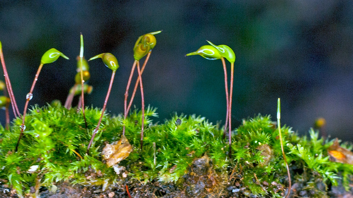 Cypress-leaved Plaitmoss [Hypnum cupressiforme]