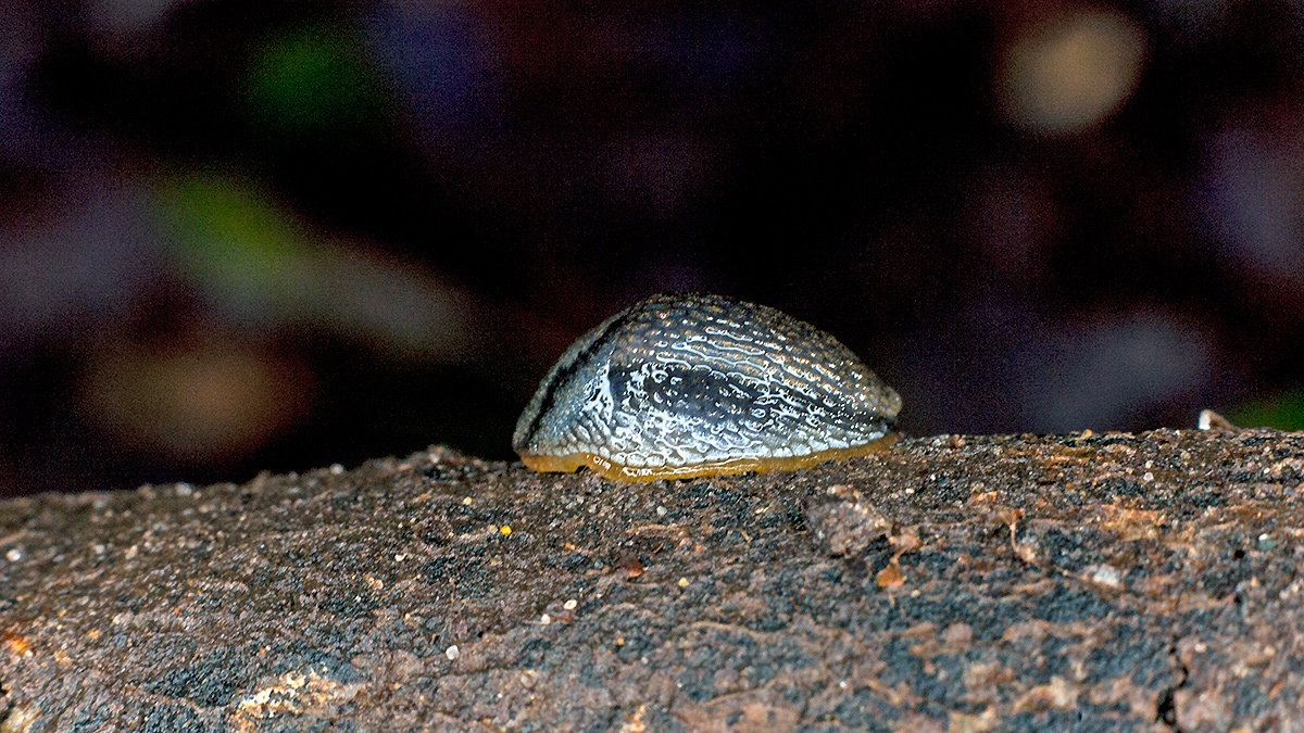 Garden Slug [Arion hortensis]