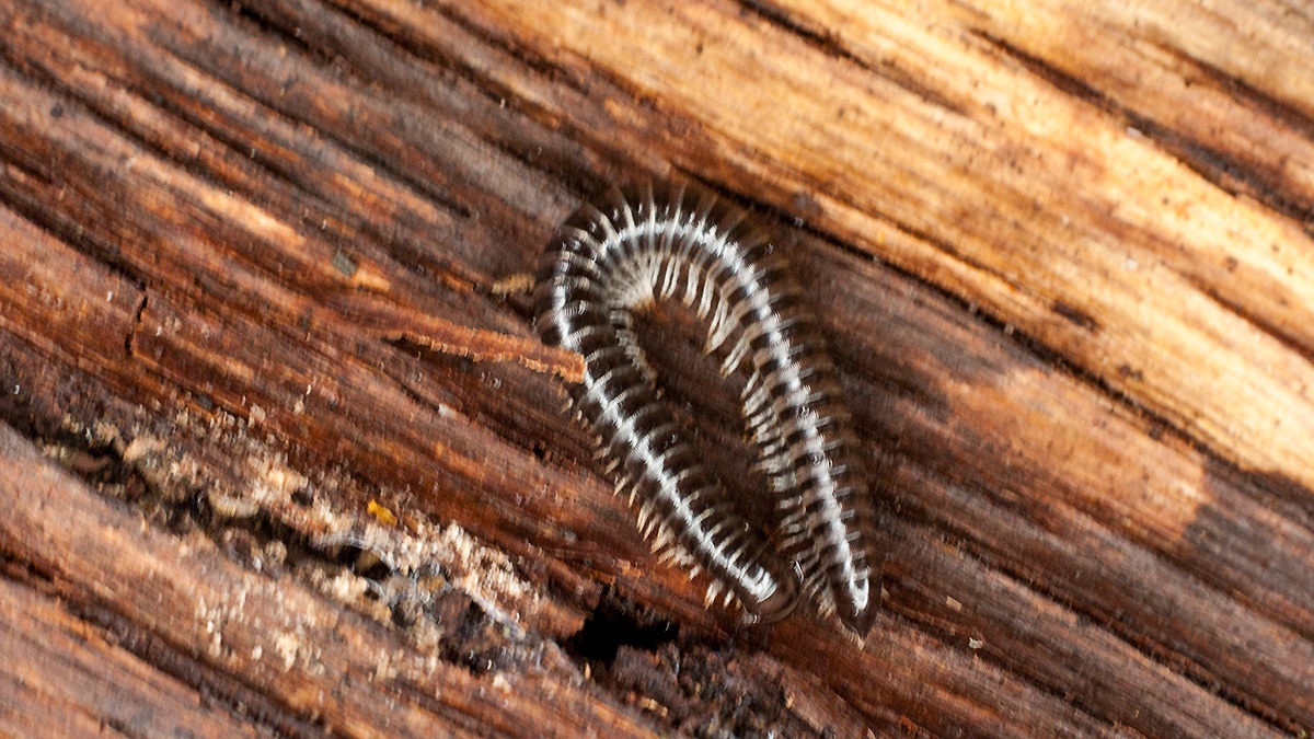 White-legged Snake Millipede [Tachypodoiulus niger]