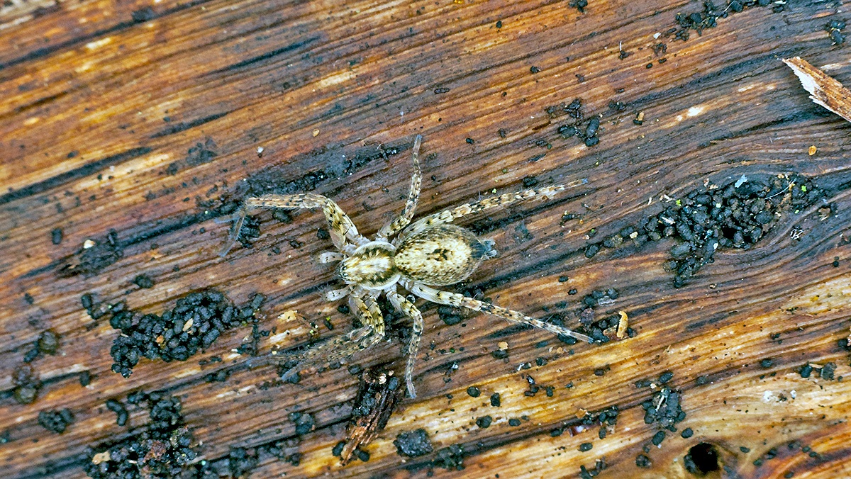 Buzzing Spider [Anyphaena accentuata]