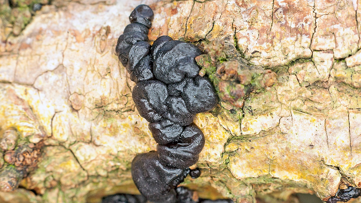 Black Witches' Butter [Exidia glandulosa]