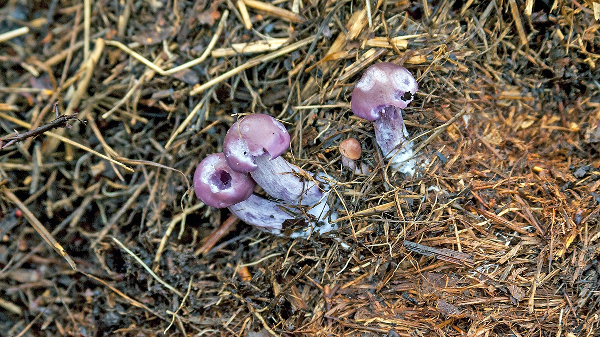 Blewit mushrooms [Collybia sp.]
