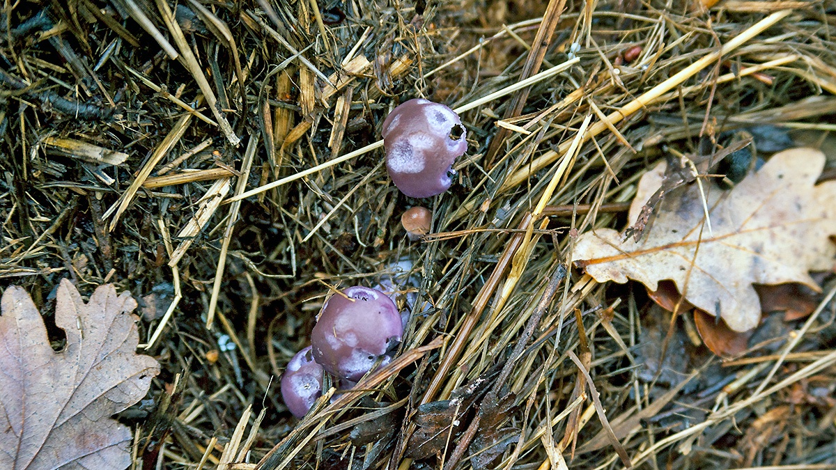 Blewit mushrooms [Collybia sp.]