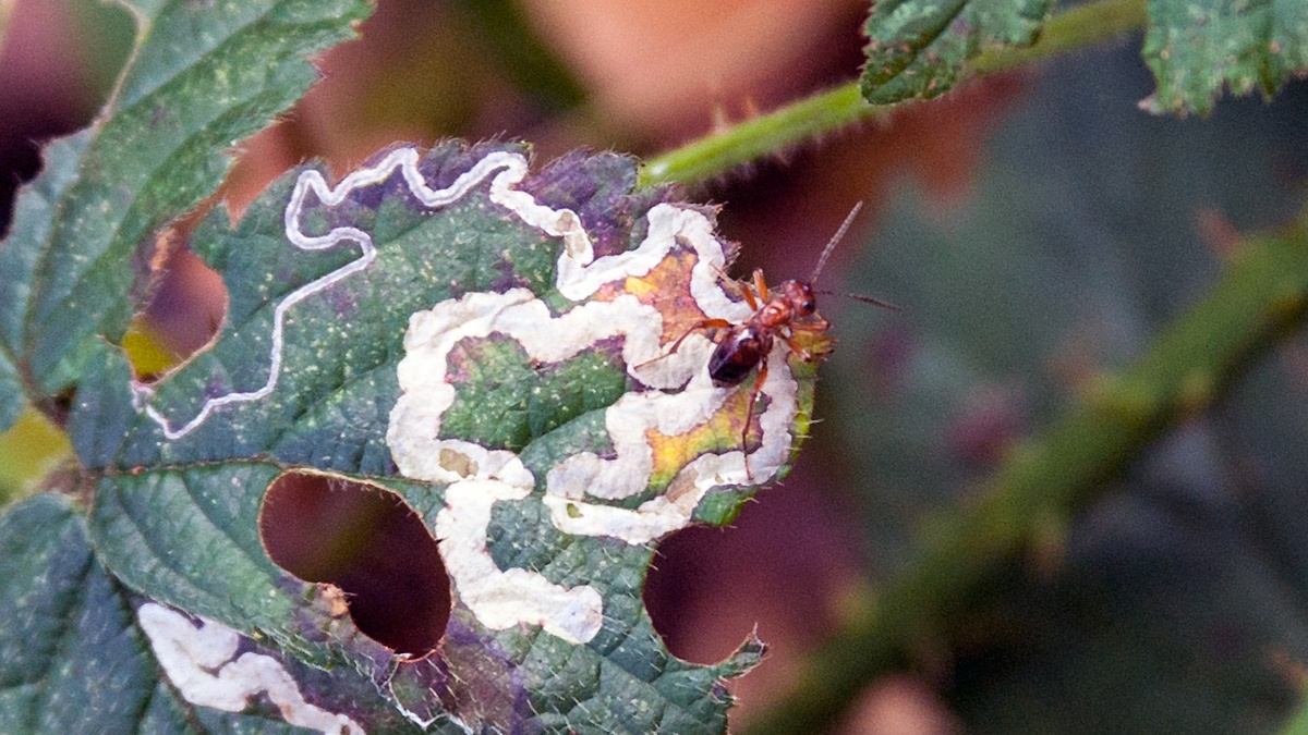 parasitic wasp [Gelis sp.?]