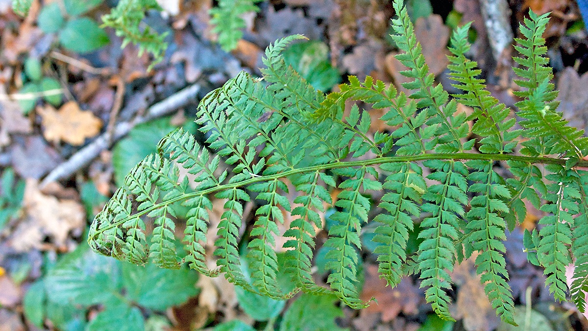 Soft-Shield Fern [Polystichum setiferum]
