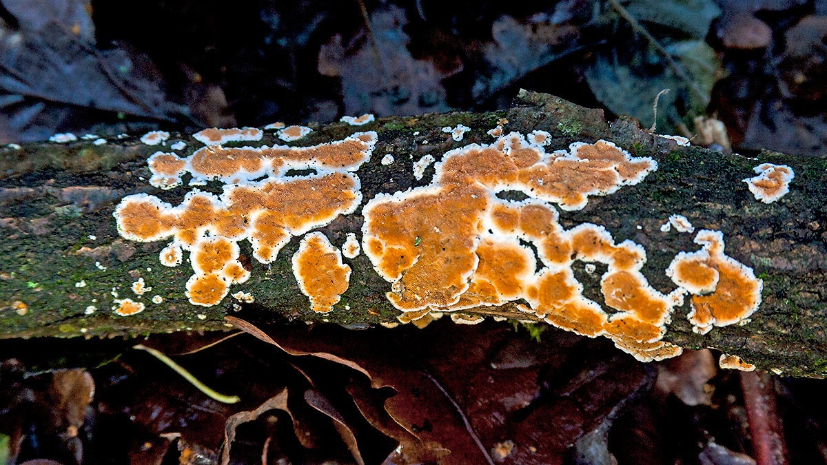Ochre Spreading Tooth [Steccherinum ochraceum]