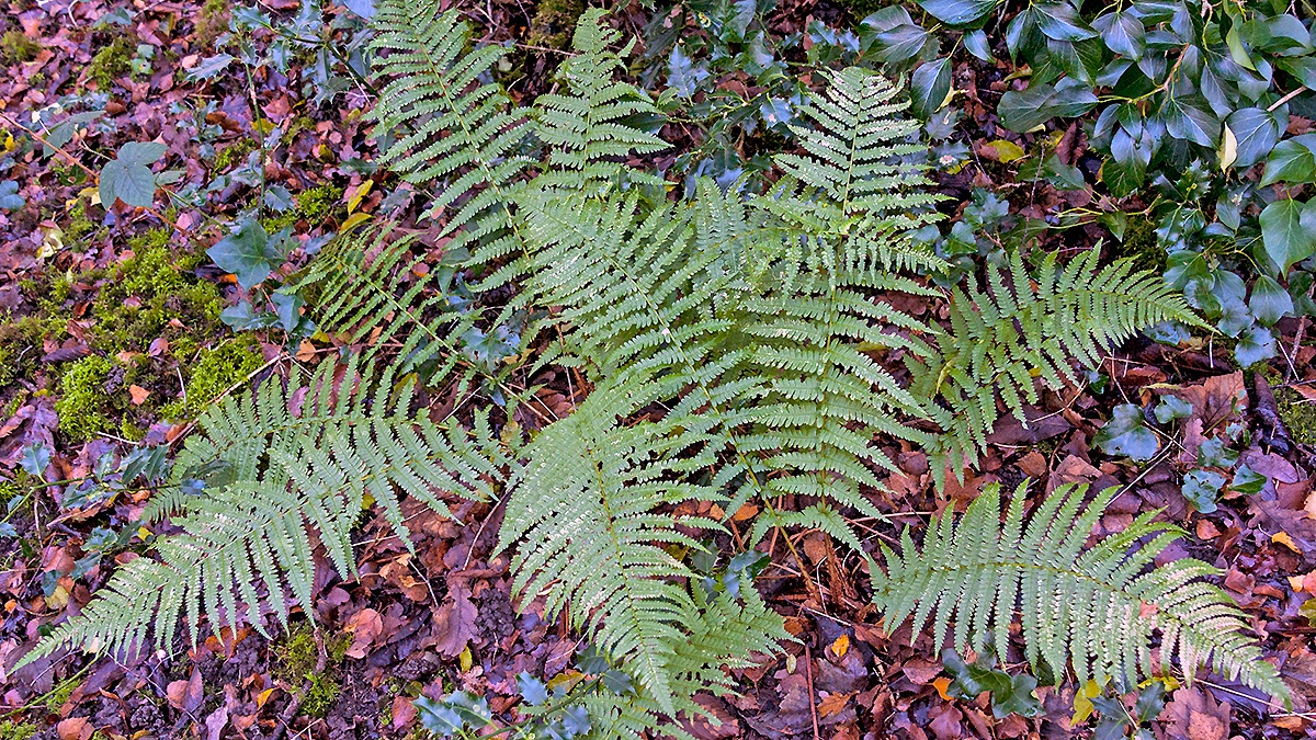 Scaly Male Fern [Dryopteris affinis]