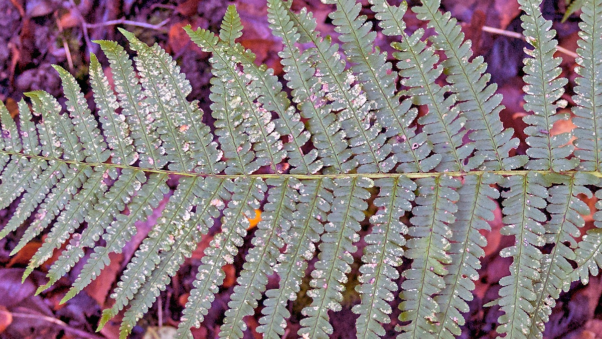 Scaly Male Fern [Dryopteris affinis]