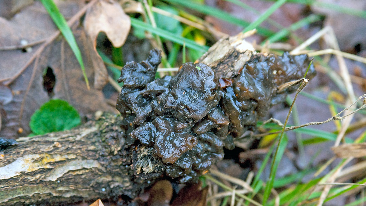 Black Witches' Butter  [Exidia glandulosa]
