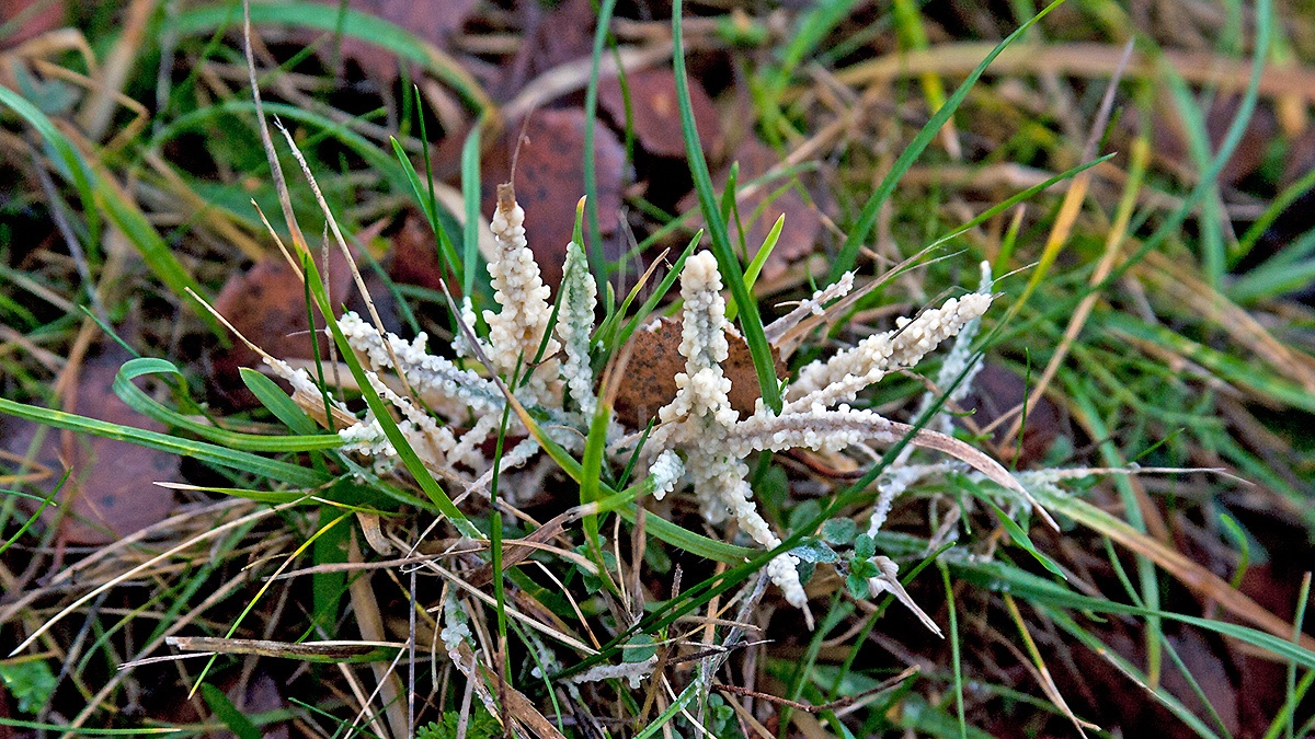 Dog Sick Slime Mould [Didymium spongiosum]