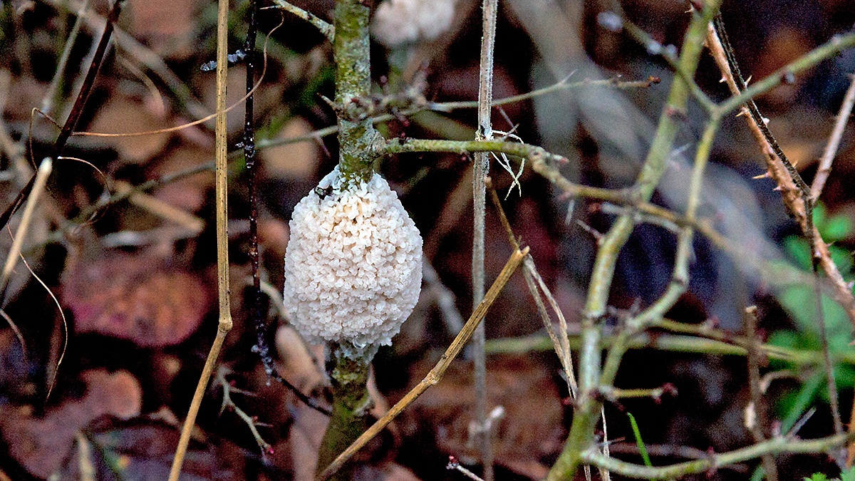 Dog Sick Slime Mould [Didymium spongiosum]