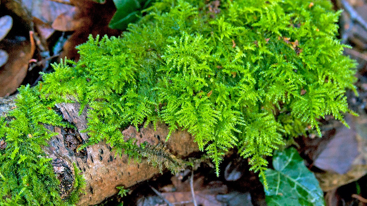 Common Tamarisk-moss [Thuidium tamariscinum ?]