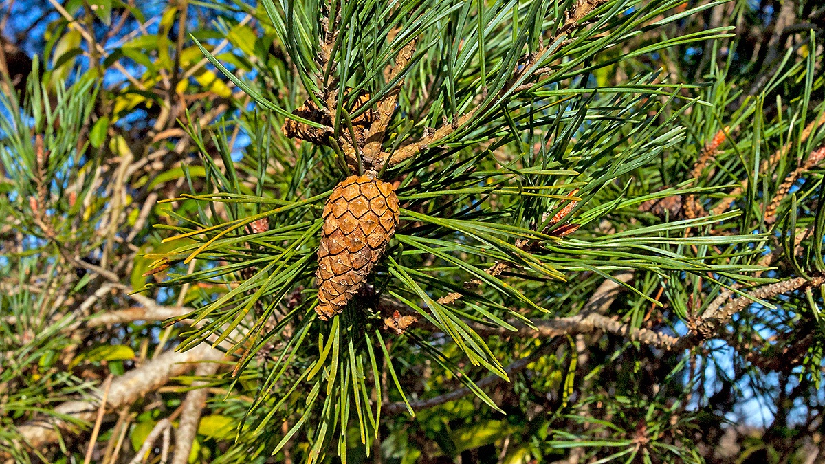 Scots Pine [Pinus sylvestris]