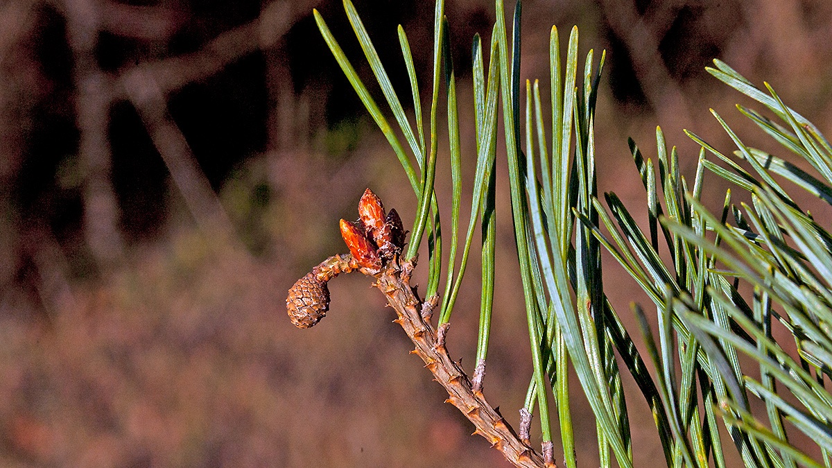 Scots Pine [Pinus sylvestris]