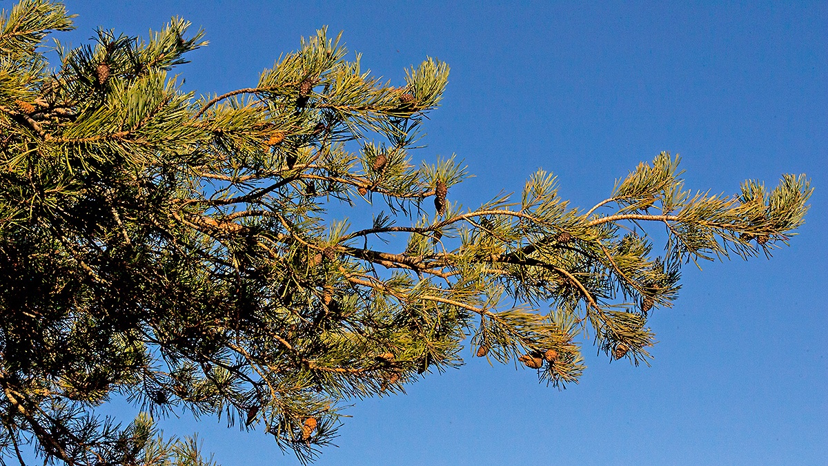 Scots Pine [Pinus sylvestris]