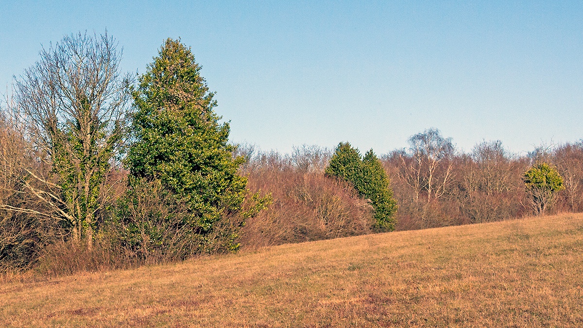 Holly trees [Ilex aquifolium]