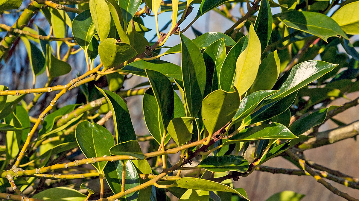 Holly [Ilex aquifolium]