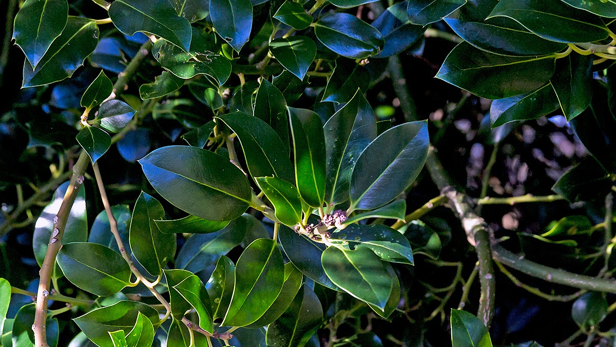 Holly [Ilex aquifolium]