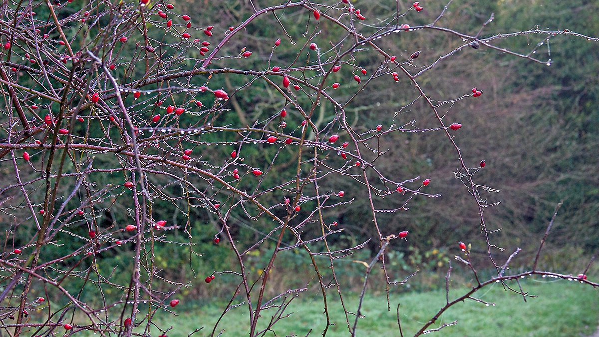 Heavy dew on Common Hawthorn [Crataegus monogyna]
