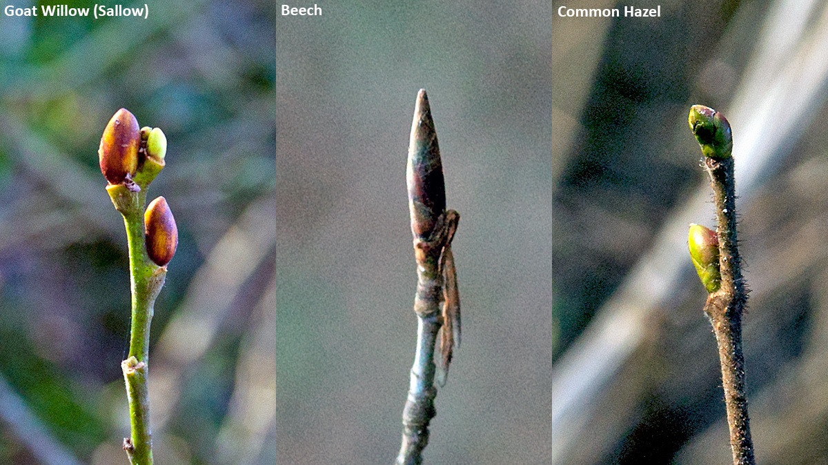 Leaf buds of various trees on Banstead Downs
