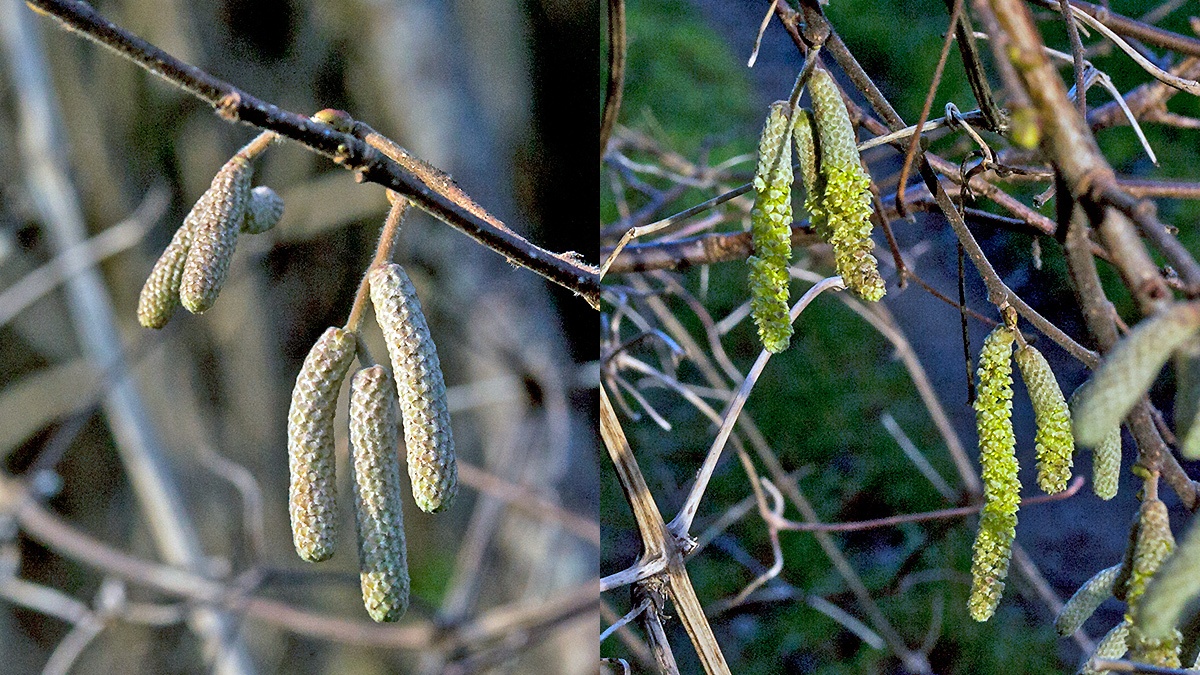 Male catkins on Common Hazel [Corylus avellana]