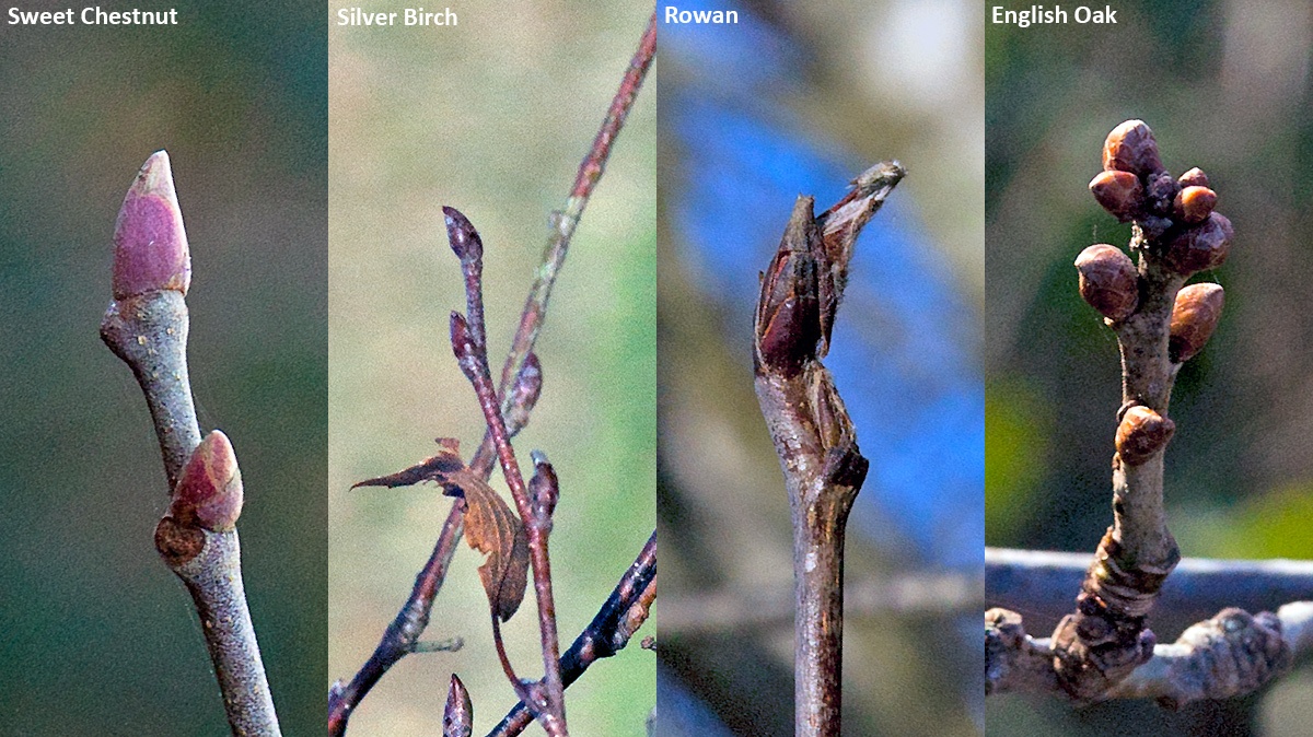 Leaf buds of various trees on Banstead Downs