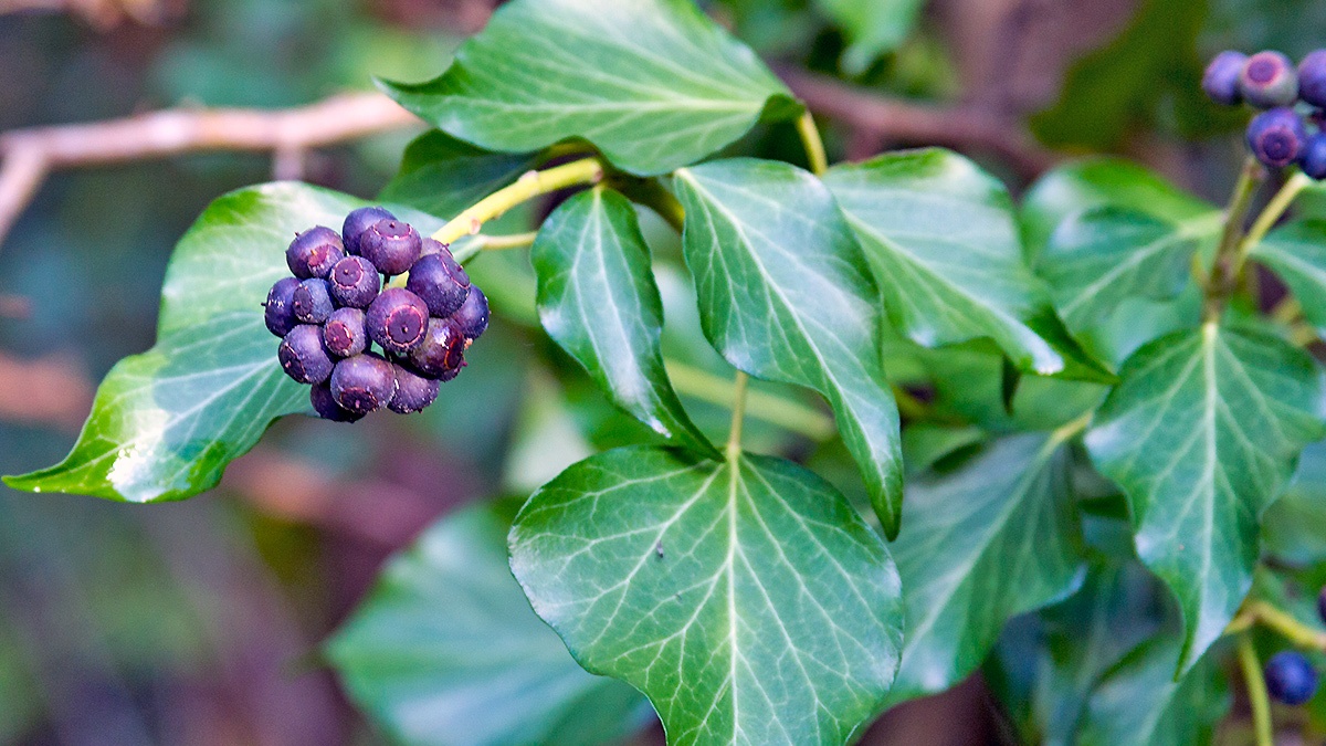 Common Ivy [Hedera helix]